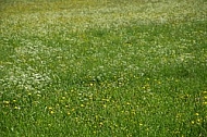 Spring, flowers, plants, background