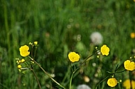 Spring, flowers, plants, background