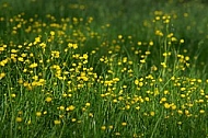 Spring, flowers, plants, background