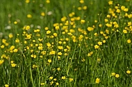 Spring, flowers, plants, background