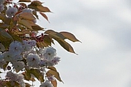 Spring, flowers, plants, background