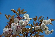 Spring, flowers, plants, background