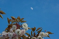 Spring, flowers, plants, background