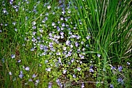 Spring, flowers, plants, background