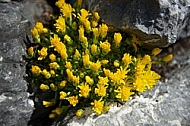 Spring, flowers, plants, background