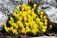 Spring, flowers, plants, background