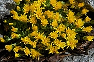 Spring, flowers, plants, background