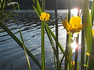 Spring, flowers, plants, background