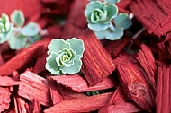 Spring, flowers, plants, background