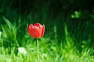 Spring, flowers, plants, background