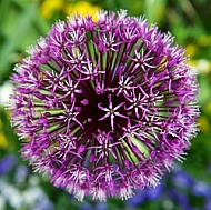 Spring, flowers, plants, background