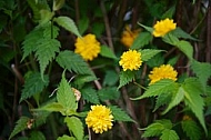 Spring, flowers, plants, background