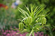 Spring, flowers, plants, background