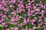 Spring, flowers, plants, background