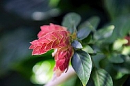 Spring, flowers, plants, background