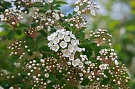 Spring, flowers, plants, background