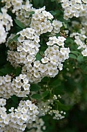 Spring, flowers, plants, background