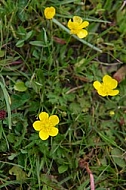 Spring, flowers, plants, background