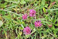 Spring, flowers, plants, background