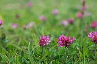 Spring, flowers, plants, background