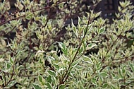 Spring, flowers, plants, background