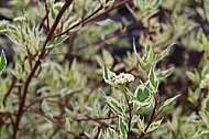 Spring, flowers, plants, background