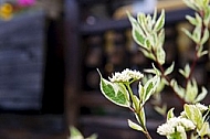 Spring, flowers, plants, background