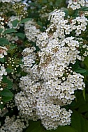 Spring, flowers, plants, background