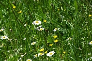 Spring, flowers, plants, background