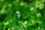 Spring, flowers, plants, background