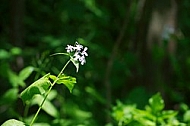 Spring, flowers, plants, background