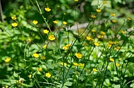 Spring, flowers, plants, background