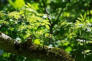 Spring, flowers, plants, background