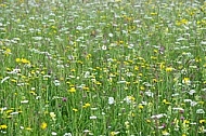 Spring, flowers, plants, background