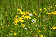 Spring, flowers, plants, background