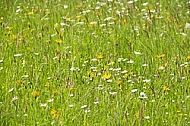 Spring, flowers, plants, background