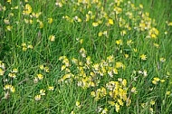 Spring, flowers, plants, background