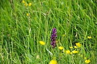 Spring, flowers, plants, background