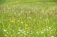 Spring, flowers, plants, background