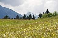 Spring, flowers, plants, background