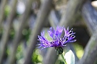 Spring, flowers, plants, background