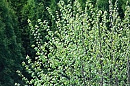 Spring, flowers, plants, background