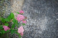 Spring, flowers, plants, background