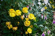 Spring, flowers, plants, background