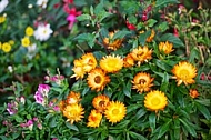 Spring, flowers, plants, background