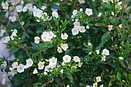 Spring, flowers, plants, background