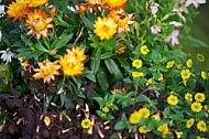 Spring, flowers, plants, background