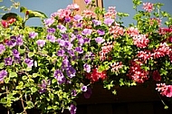 Spring, flowers, plants, background