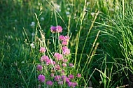 Spring, flowers, plants, background