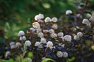 Spring, flowers, plants, background